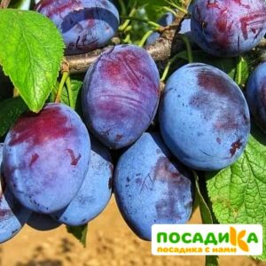 Слива Чачакская ранняя купить по цене от 229.00р. в интернет-магазине «Посадика» с доставкой почтой в в Галиче и по всей России – [изображение №1].