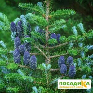 Пихта корейская (Abies koreana) купить по цене от 450.00р. в интернет-магазине «Посадика» с доставкой почтой в в Галиче и по всей России – [изображение №1].