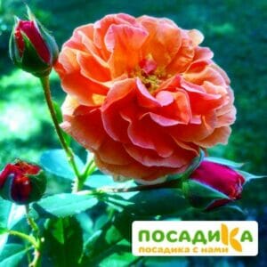 Роза Арабия купить по цене от 350.00р. в интернет-магазине «Посадика» с доставкой почтой в в Галиче и по всей России – [изображение №1].