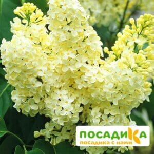 Сирень Примроуз (Primrose) купить по цене от 529.00р. в интернет-магазине «Посадика» с доставкой почтой в в Галиче и по всей России – [изображение №1].