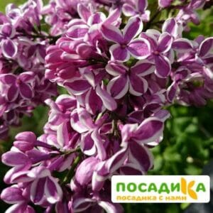 Сирень Сенсация купить по цене от 529.00р. в интернет-магазине «Посадика» с доставкой почтой в в Галиче и по всей России – [изображение №1].