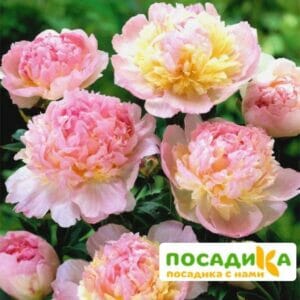 Пион Распберри Сандей (Paeonia Raspberry Sundae) купить по цене от 959р. в интернет-магазине «Посадика» с доставкой почтой в в Галиче и по всей России – [изображение №1].