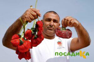 Клубника Гигант Джорнея купить по цене от 266р. в интернет-магазине «Посадика» с доставкой почтой в в Галиче и по всей России – [изображение №1].