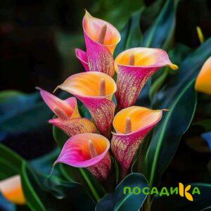 Калла Оникс купить по цене от 450р. в интернет-магазине «Посадика» с доставкой почтой в в Галиче и по всей России – [изображение №1].