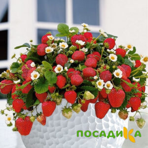 Клубника Рубиновый Шепот (горшечная) купить по цене от 240р. в интернет-магазине «Посадика» с доставкой почтой в в Галиче и по всей России – [изображение №1].