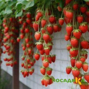 Клубника вьющаяся Комплимент купить по цене от 470р. в интернет-магазине «Посадика» с доставкой почтой в в Галиче и по всей России – [изображение №1].