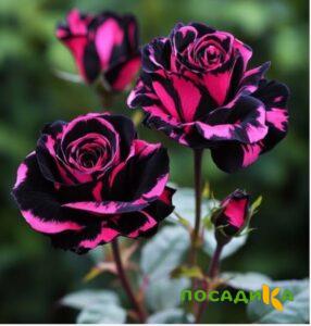 Роза Багровый Шепот купить по цене от 366р. в интернет-магазине «Посадика» с доставкой почтой в в Галиче и по всей России – [изображение №1].