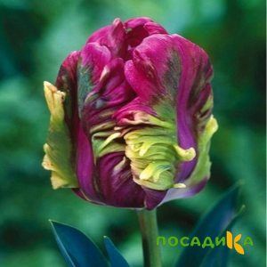 Тюльпан Экзотик Хэвен купить по цене от 186р. в интернет-магазине «Посадика» с доставкой почтой в в Галиче и по всей России – [изображение №1].