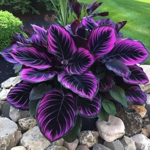 Хоста Люминоза купить по цене от 450р. в интернет-магазине «Посадика» с доставкой почтой в в Галиче и по всей России – [изображение №1].