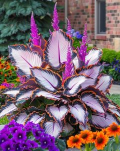 Хоста Кримэн Дрим купить по цене от 549р. в интернет-магазине «Посадика» с доставкой почтой в в Галиче и по всей России – [изображение №1].