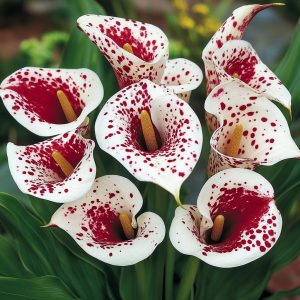 Калла Эмпайр купить по цене от 302р. в интернет-магазине «Посадика» с доставкой почтой в в Галиче и по всей России – [изображение №1].