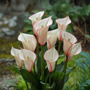 Калла Глейшер купить по цене от 299р. в интернет-магазине «Посадика» с доставкой почтой в в Галиче и по всей России – [изображение №1].