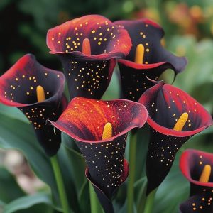 Калла Нуар купить по цене от 299р. в интернет-магазине «Посадика» с доставкой почтой в в Галиче и по всей России – [изображение №1].