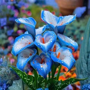 Калла Портрейт купить по цене от 292р. в интернет-магазине «Посадика» с доставкой почтой в в Галиче и по всей России – [изображение №1].