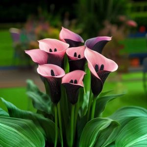 Калла Энигма купить по цене от 291р. в интернет-магазине «Посадика» с доставкой почтой в в Галиче и по всей России – [изображение №1].