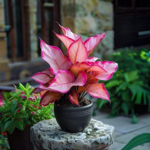 Хоста Розовая Симфония купить по цене от 800р. в интернет-магазине «Посадика» с доставкой почтой в в Галиче и по всей России – [изображение №1].