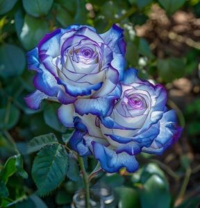 Роза Пэтолз Хоуп купить по цене от 333р. в интернет-магазине «Посадика» с доставкой почтой в в Галиче и по всей России – [изображение №1].