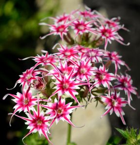 Флокс Метельчатый Путь купить по цене от 456р. в интернет-магазине «Посадика» с доставкой почтой в в Галиче и по всей России – [изображение №1].