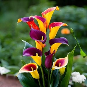 Калла Кристалл купить по цене от 450р. в интернет-магазине «Посадика» с доставкой почтой в в Галиче и по всей России – [изображение №1].