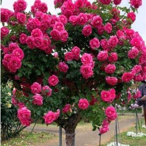 Роза Версаля купить по цене от 232р. в интернет-магазине «Посадика» с доставкой почтой в в Галиче и по всей России – [изображение №1].