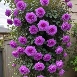 Роза Мистик Уайт купить по цене от 620р. в интернет-магазине «Посадика» с доставкой почтой в в Галиче и по всей России – [изображение №1].