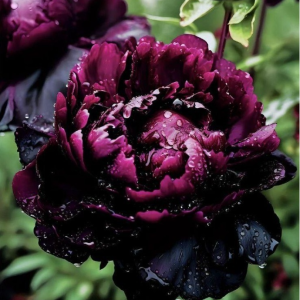 Пион Темный Сад купить по цене от 421р. в интернет-магазине «Посадика» с доставкой почтой в в Галиче и по всей России – [изображение №1].