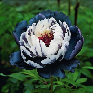 Пион Древовидный Инь-Янь купить по цене от 419р. в интернет-магазине «Посадика» с доставкой почтой в в Галиче и по всей России – [изображение №1].