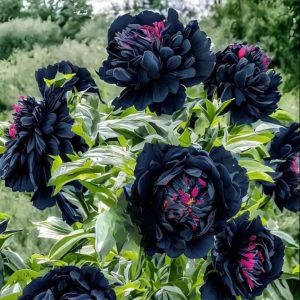 Пион древовидный Сердце Афродиты купить по цене от 600р. в интернет-магазине «Посадика» с доставкой почтой в в Галиче и по всей России – [изображение №1].