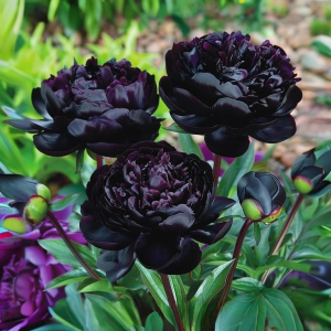 Пион Королевский Бархат купить по цене от 419р. в интернет-магазине «Посадика» с доставкой почтой в в Галиче и по всей России – [изображение №1].