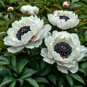 Пион Инк Эн купить по цене от 429р. в интернет-магазине «Посадика» с доставкой почтой в в Галиче и по всей России – [изображение №1].