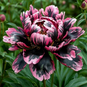 Пион Дроп Руби купить по цене от 469р. в интернет-магазине «Посадика» с доставкой почтой в в Галиче и по всей России – [изображение №1].