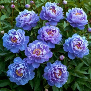 Пион Голубой лотос купить по цене от 590р. в интернет-магазине «Посадика» с доставкой почтой в в Галиче и по всей России – [изображение №1].