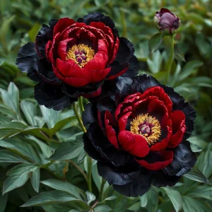 Пион Эбеновый Рубин купить по цене от 419р. в интернет-магазине «Посадика» с доставкой почтой в в Галиче и по всей России – [изображение №1].