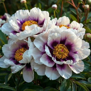 Пион Эко Саммер купить по цене от 548р. в интернет-магазине «Посадика» с доставкой почтой в в Галиче и по всей России – [изображение №1].