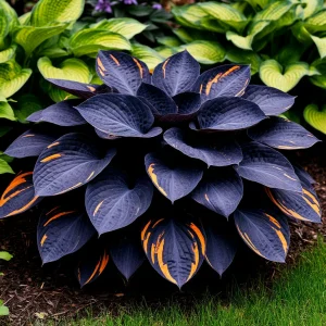 Хоста Умбра купить по цене от 349р. в интернет-магазине «Посадика» с доставкой почтой в в Галиче и по всей России – [изображение №1].