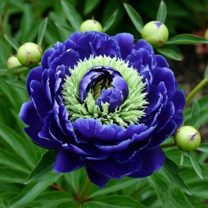 Пион Дримвивер купить по цене от 417р. в интернет-магазине «Посадика» с доставкой почтой в в Галиче и по всей России – [изображение №1].