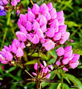 Флокс Бутоник купить по цене от 461р. в интернет-магазине «Посадика» с доставкой почтой в в Галиче и по всей России – [изображение №1].