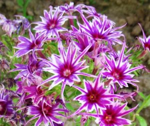 Флокс Звездное Кружево купить по цене от 361р. в интернет-магазине «Посадика» с доставкой почтой в в Галиче и по всей России – [изображение №1].