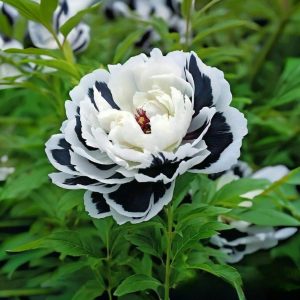 Пион Монохромный Шик купить по цене от 429р. в интернет-магазине «Посадика» с доставкой почтой в в Галиче и по всей России – [изображение №1].