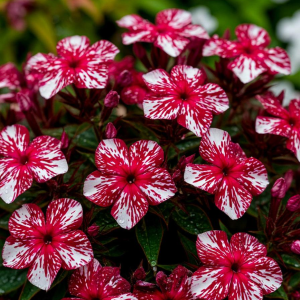 Флокс Ливер Гриммер купить по цене от 590р. в интернет-магазине «Посадика» с доставкой почтой в в Галиче и по всей России – [изображение №1].