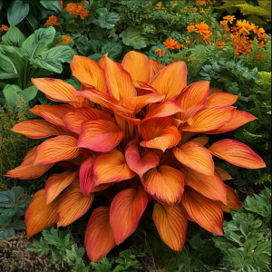 Хоста Солнечный Нектар купить по цене от 605р. в интернет-магазине «Посадика» с доставкой почтой в в Галиче и по всей России – [изображение №1].