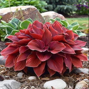 Хоста Рэд Эйнджл купить по цене от 549р. в интернет-магазине «Посадика» с доставкой почтой в в Галиче и по всей России – [изображение №1].