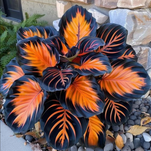 Хоста Сикрет Форест купить по цене от 601р. в интернет-магазине «Посадика» с доставкой почтой в в Галиче и по всей России – [изображение №1].