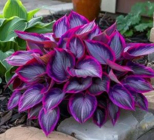 Хоста Сикрет Гарденс купить по цене от 549р. в интернет-магазине «Посадика» с доставкой почтой в в Галиче и по всей России – [изображение №1].