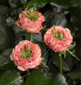 Роза Амбер Инчант купить по цене от 495р. в интернет-магазине «Посадика» с доставкой почтой в в Галиче и по всей России – [изображение №1].