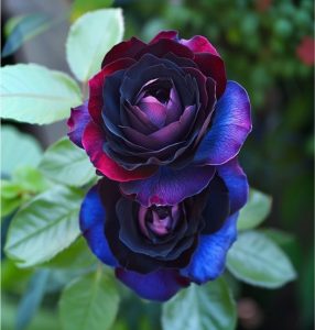 Роза Скарлет Рэвери купить по цене от 489р. в интернет-магазине «Посадика» с доставкой почтой в в Галиче и по всей России – [изображение №1].