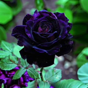 Роза Блэк Пантер купить по цене от 319р. в интернет-магазине «Посадика» с доставкой почтой в в Галиче и по всей России – [изображение №1].
