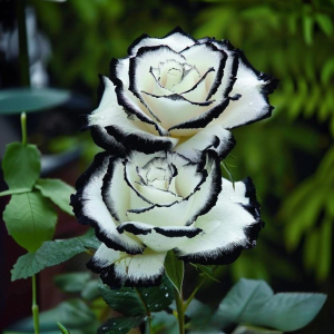 Роза Силк Ивин купить по цене от 319р. в интернет-магазине «Посадика» с доставкой почтой в в Галиче и по всей России – [изображение №1].