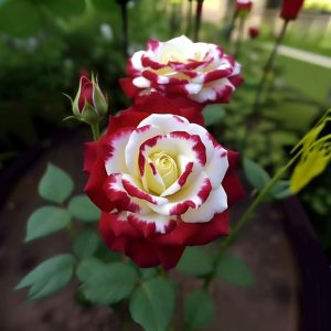 Роза Роял Глом купить по цене от 401р. в интернет-магазине «Посадика» с доставкой почтой в в Галиче и по всей России – [изображение №1].