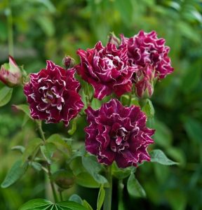 Роза Опаловый Пейзаж купить по цене от 490р. в интернет-магазине «Посадика» с доставкой почтой в в Галиче и по всей России – [изображение №1].